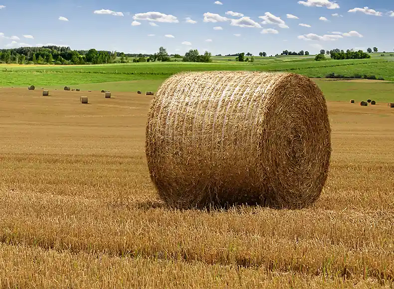 EZ Web bale in the field