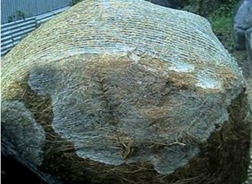 Mouldy bale